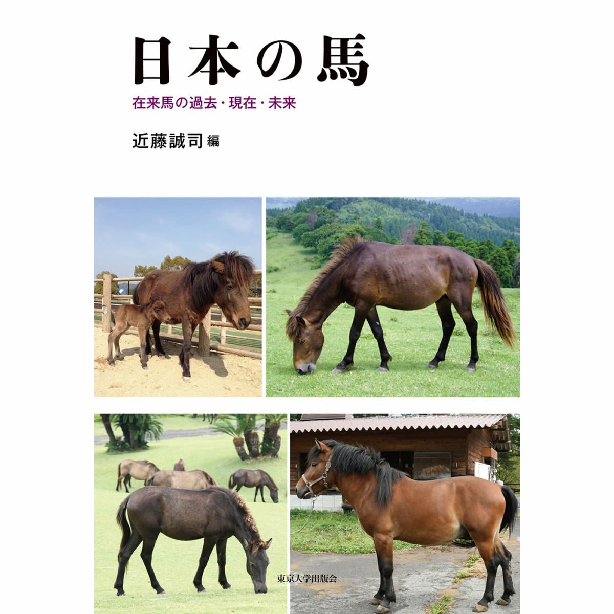 日本の馬 在来馬の過去・現在・未来 |JODHPURS (ジョッパーズ) 乗馬