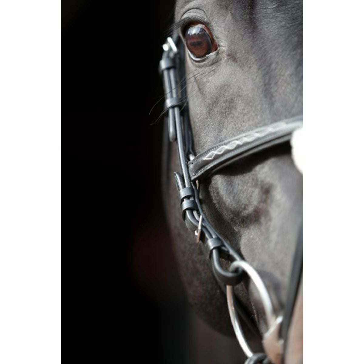 Covalliero カンクン クロス鼻革 水勒頭絡 セット（手綱付き