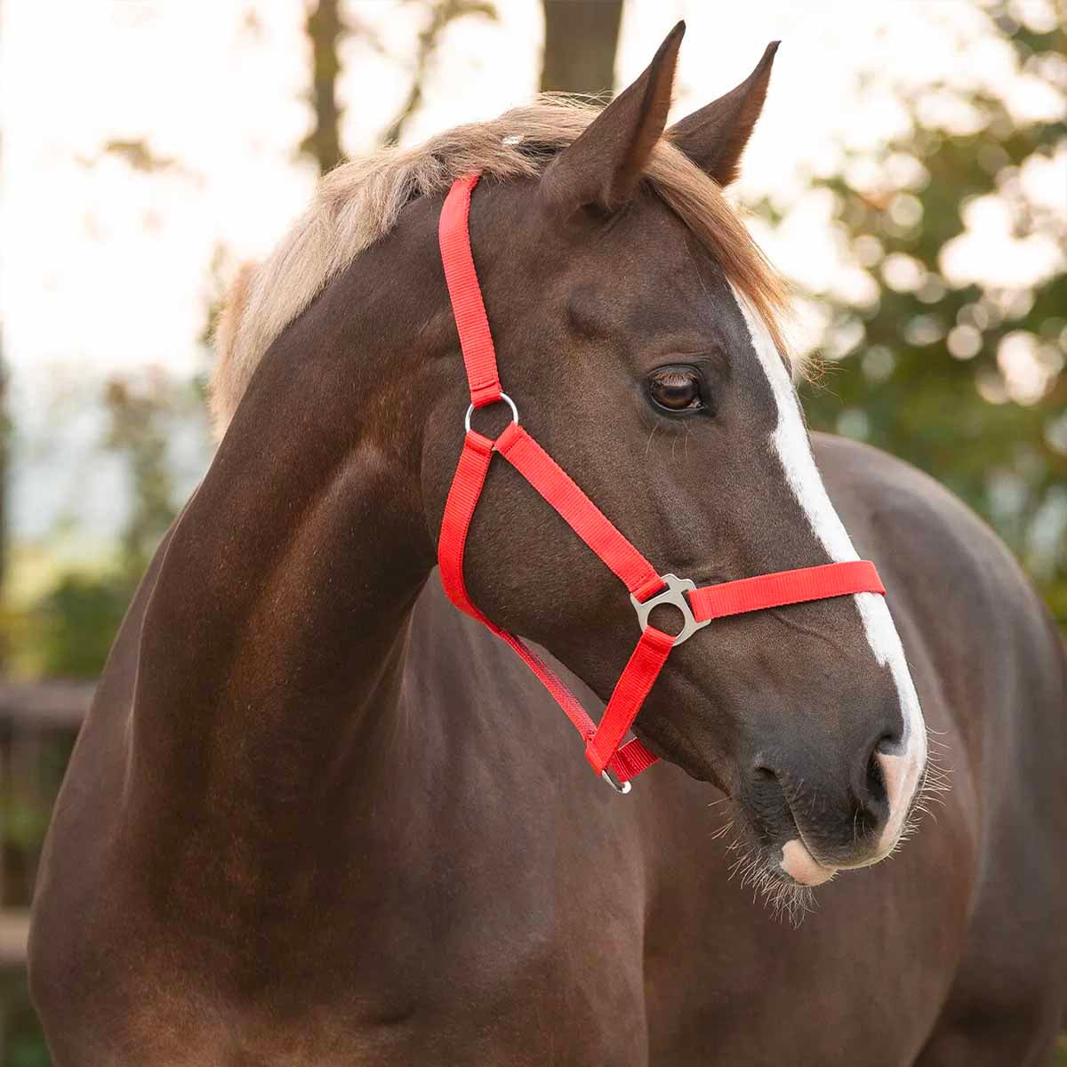 QHP（キューエイチピー）|JODHPURS (ジョッパーズ) 乗馬用品＆ライフ